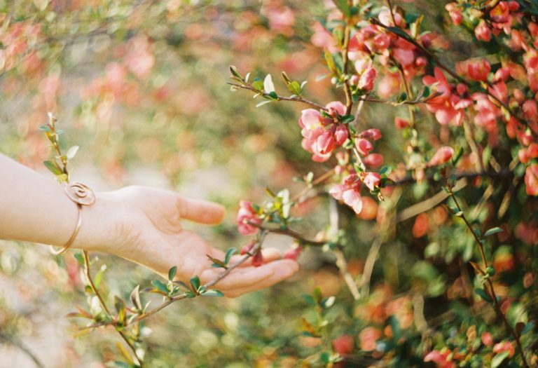 Woman's hand touching a wild rose bush