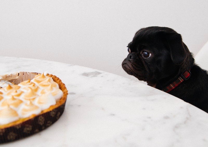 a black puppy stares longingly at a plate of meringues on a table