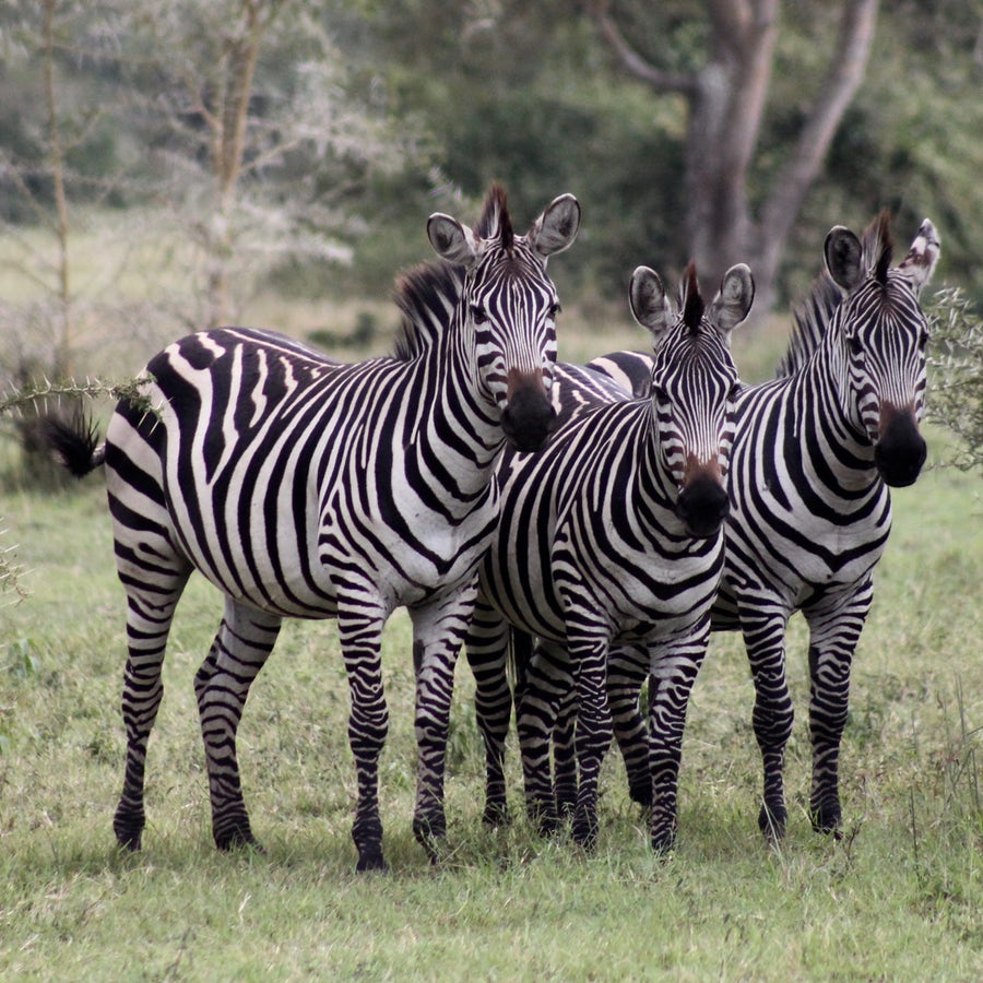Two grown zebras in the wild with a younger zebra standing between them