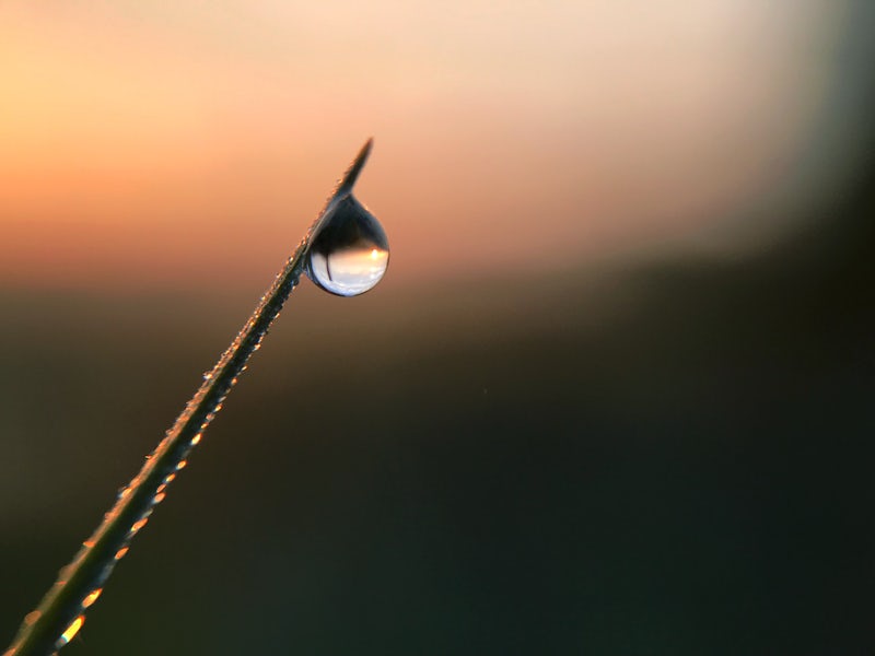 A drop of water on a blade of grass reflects the world upside down within it