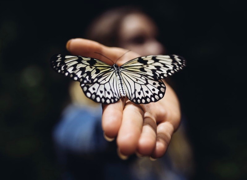 A black, white and yellow butterfly with its wings spread rests on a woman's outstretched hand, with only the hand and butterfly in focus