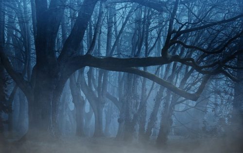 Bare trees in a misty, dark forest, one with two thick branches extending sideways.