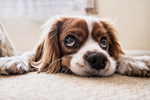 Dog with big eyes on a rug looking up.