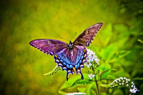 Purple and blue butterfly on a pink and green flower against a green background.